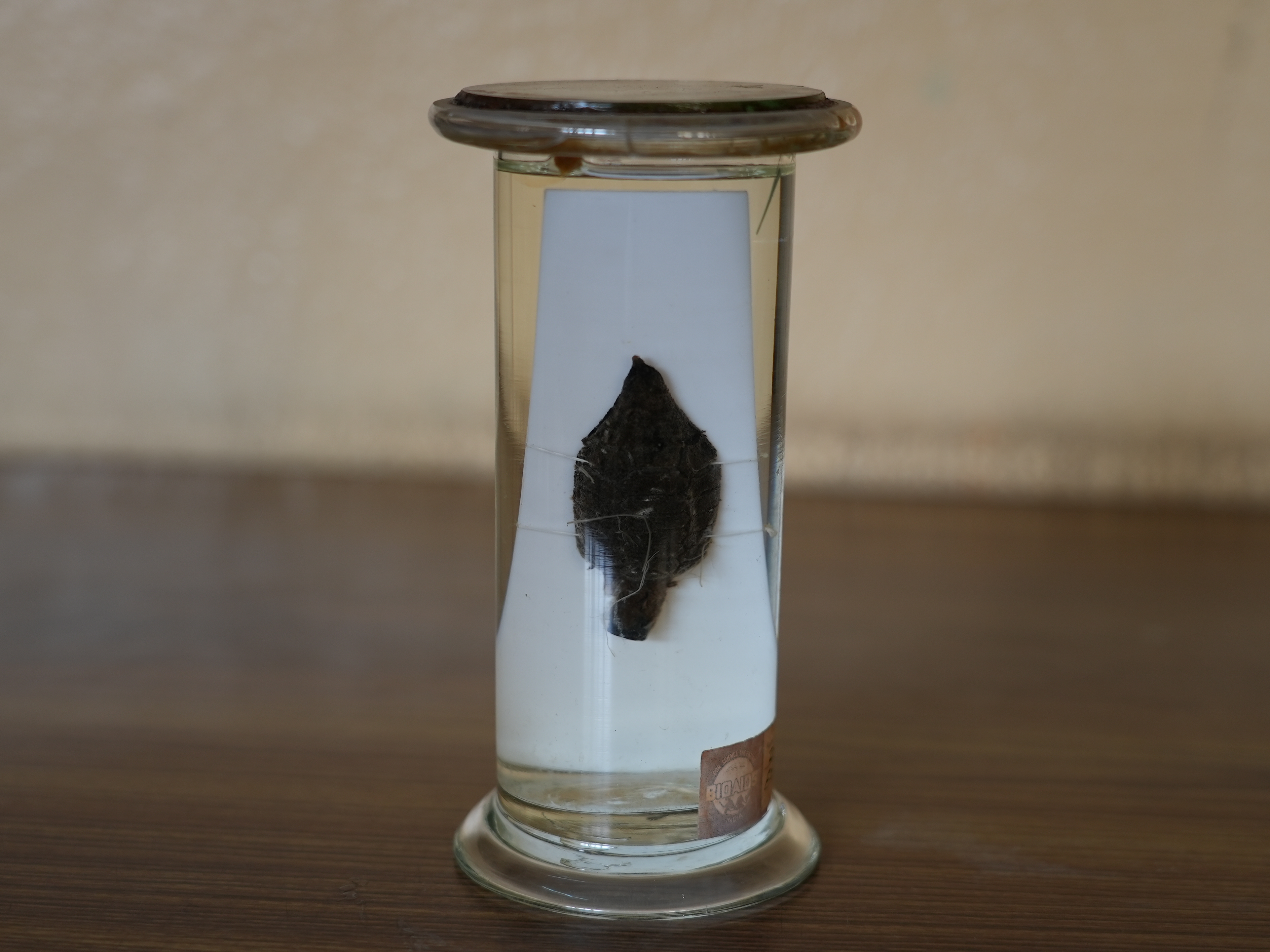Zamia female cone
